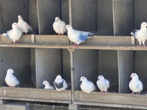 pigeons de chair 10 55400 Buzy-darmont