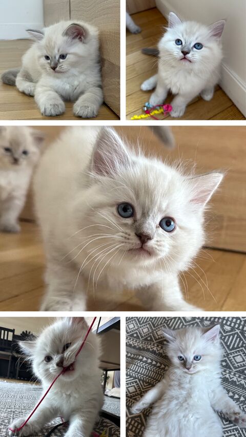 Chatons Ragdoll LOOF - Lilac point - 1 males disponible 1200 94500 Champigny-sur-marne
