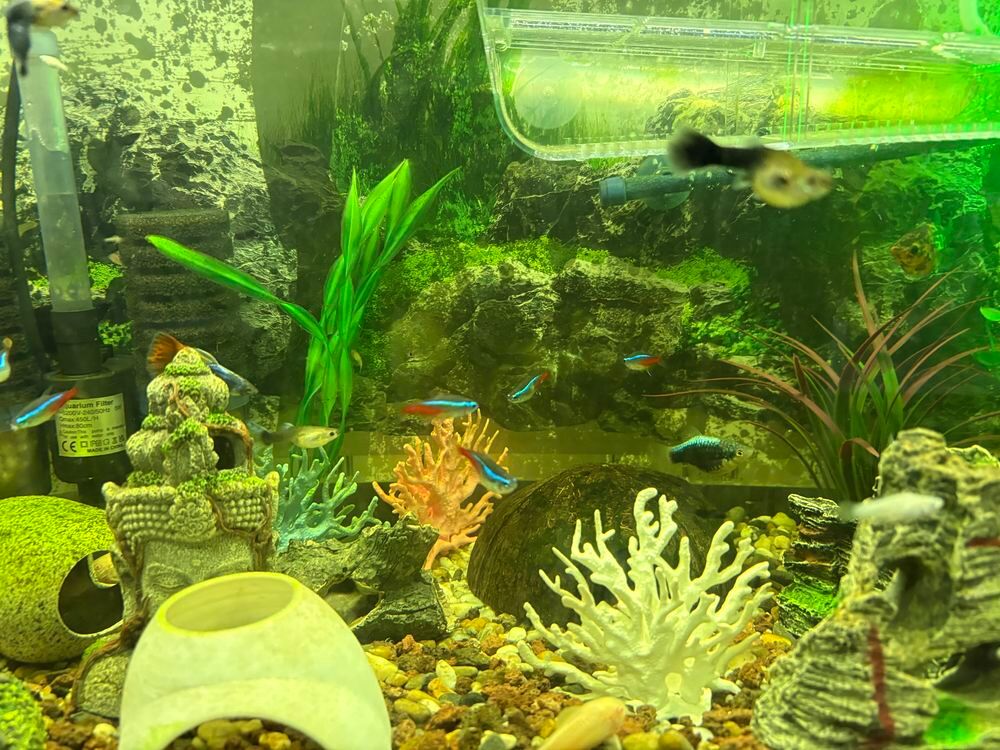   Guppys Platys Mollys  