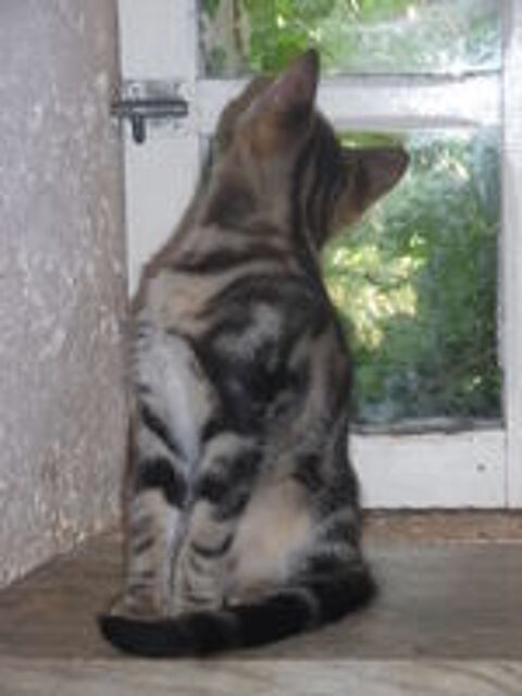   Petite chatonne européenne tabbie blotched sevrée. 