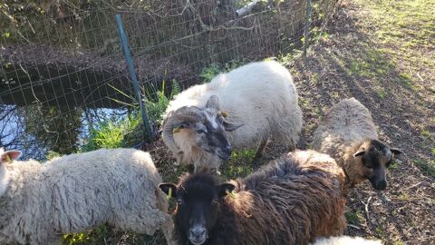  b&eacute;lier skudde 0 64300 Orthez