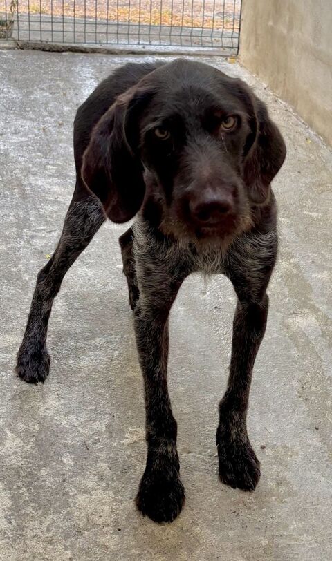 VICTOR, griffon khortal 1 an 300 04300 Forcalquier