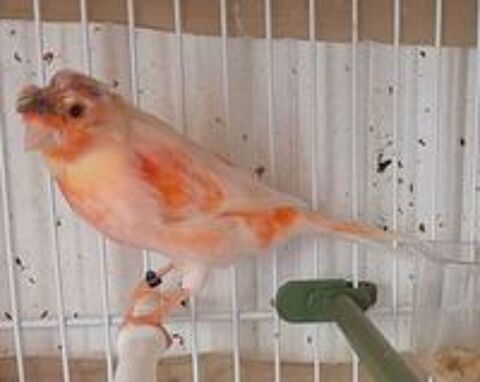   Mal canari chanteur  
