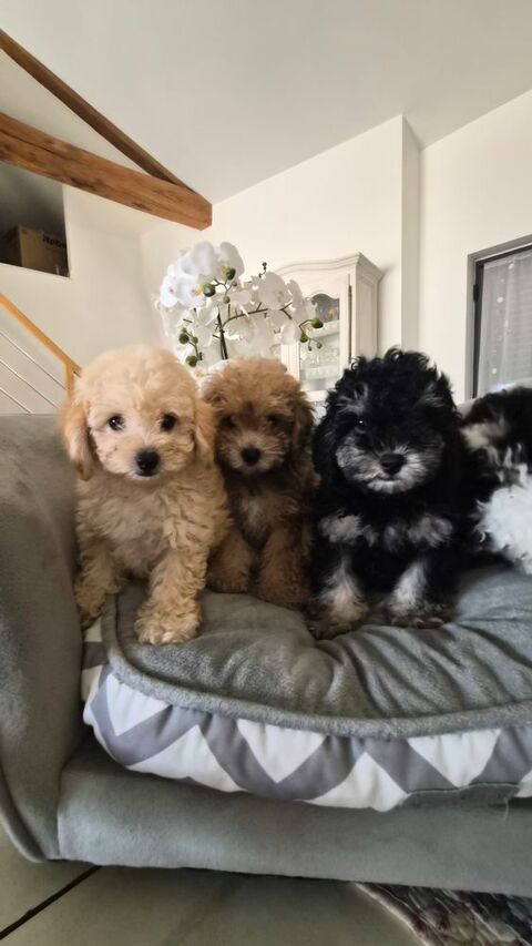 Chiot m&acirc;le caniche toy phantom  3500 86430 Luchapt