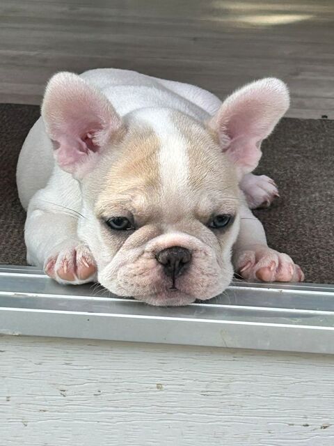 BEBE BOULEDOGUE FRANCAIS 850 85770 L'Île-d'elle