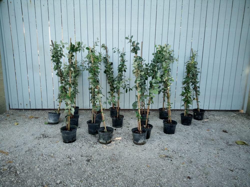 Feijoa 'Goyavier du Br&eacute;sil' en container Jardin
