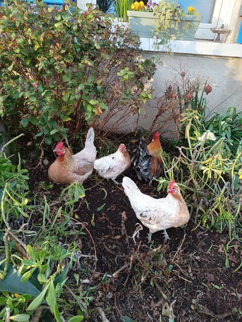 Poules et coqs 10 45310 Coinces