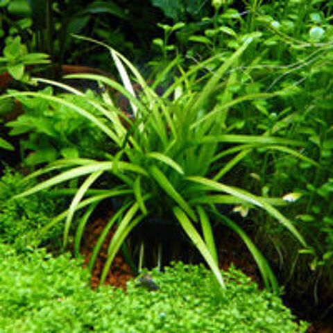   Plantes Sagitarria Subulata pour aquarium 