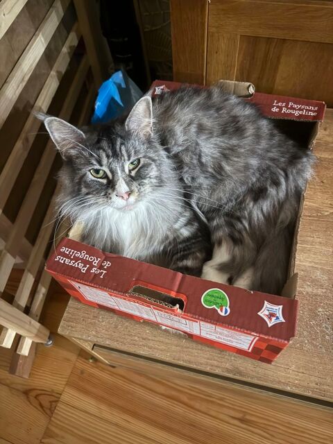 Je me sépare de ma femelle 250 82400 Gasques