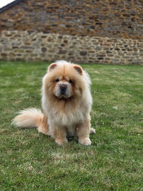 Chow-Chow M&acirc;le pour saillie 400 08380 Signy-le-petit