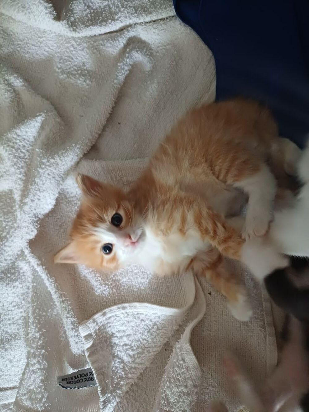   Chaton norvégien/angoras turc  