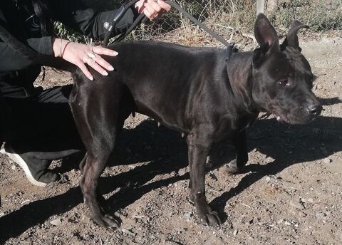 AMANDA, chienne type boston terrier 1 an 220 34500 B�ziers