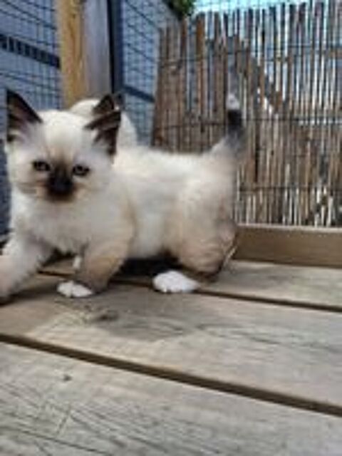   Chaton sacré de Birmanie  