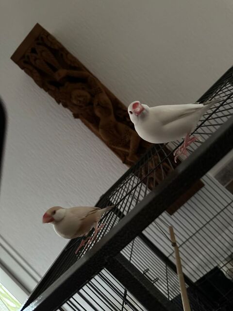 Padda MAN 150 92240 Malakoff