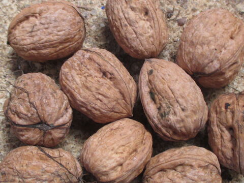 Noix Franquette 3 Causse-et-Di�ge (12)