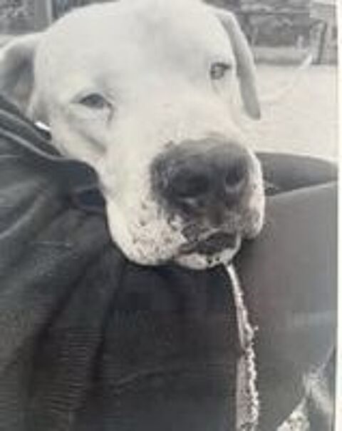   Chien ODIN � l adoption 