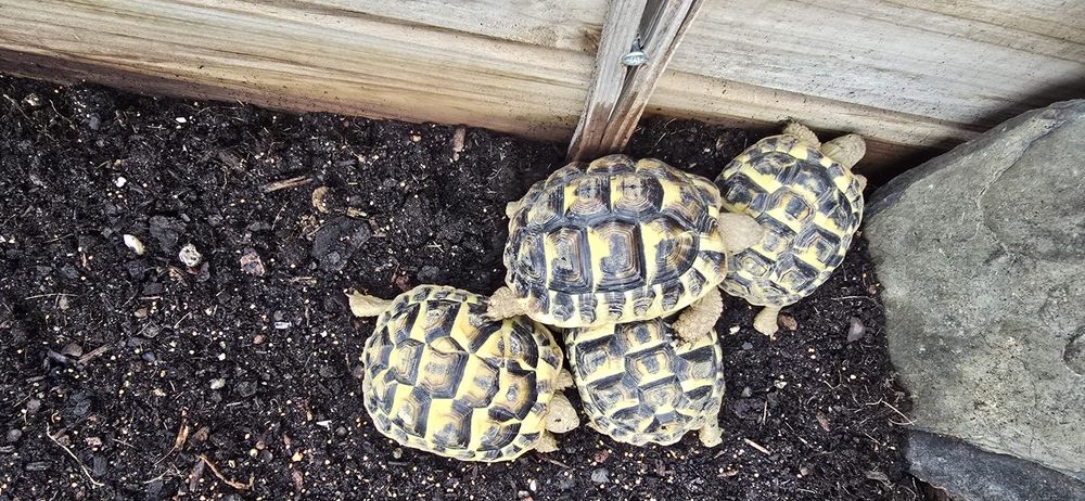 BB n&eacute;es dans mon jardin Jardin