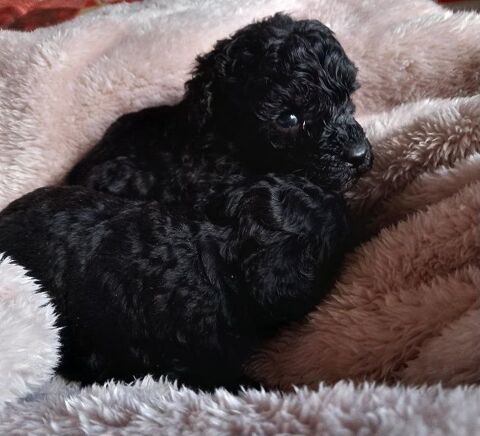 Caniches nains à réserver 0 19410 Vigeois