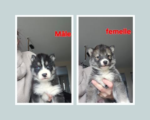 Husky de sib&eacute;rie non LOF 850 77940 Montmachoux