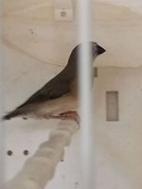   Diamant gould  