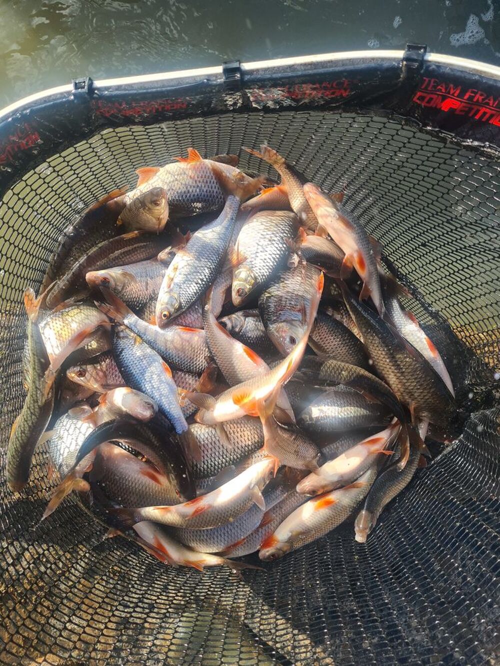   Suite vidange d tang : Black bass, gardons, tanches 
