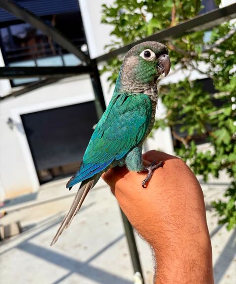 Tr&egrave;s Belles Conure Molina&eacute; EAM TR&Egrave;S BIEN APPRIVOISER Bagu&eacute;26 349 94450 Limeil-brévannes