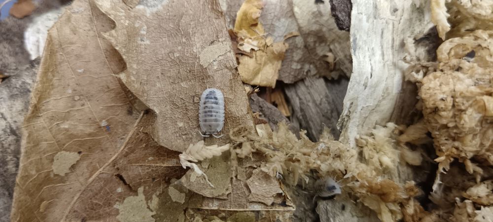   Cloportes. Isopodes  