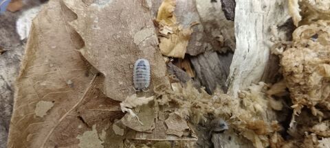 Cloportes. Isopodes 10 77340 Pontault-combault