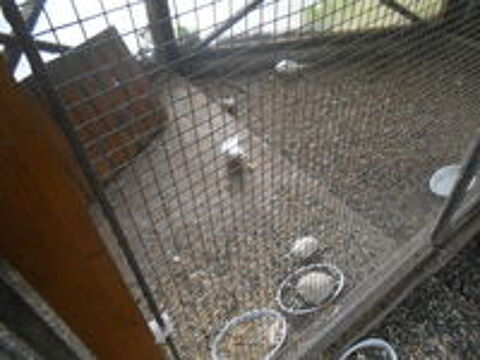  4 princesses de galle males lutinos,albinos; B2024 