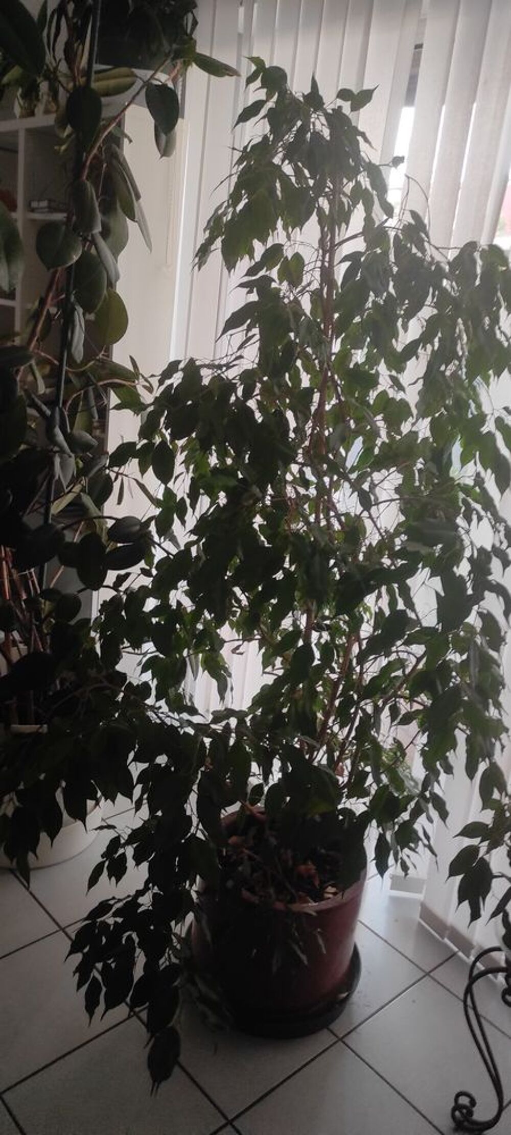 plantes int&eacute;rieures et ext&eacute;rieures + aquarium Jardin