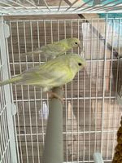   Canari   