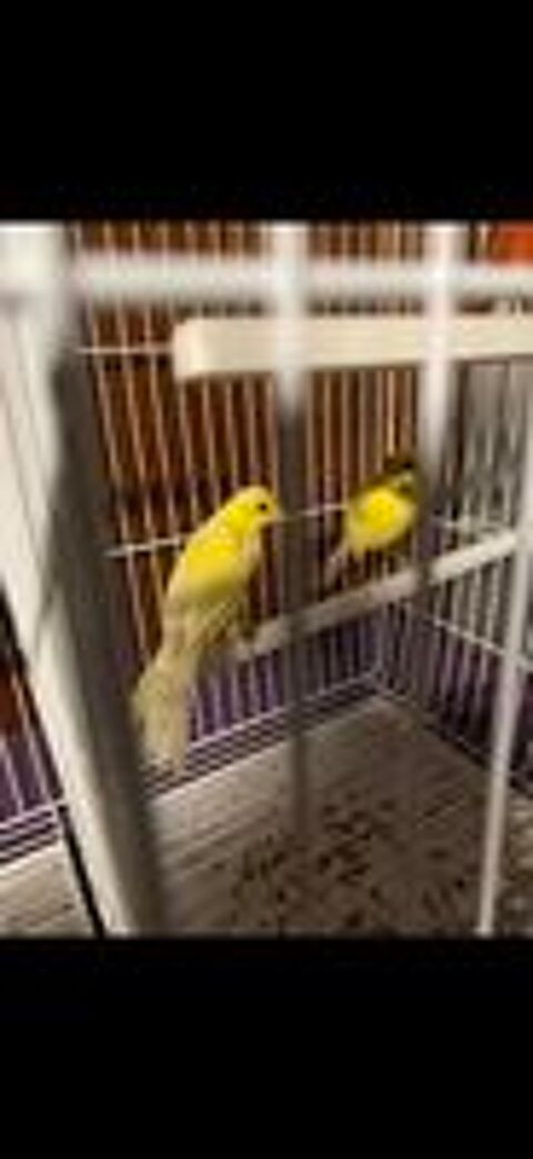   canari raza espagnol  