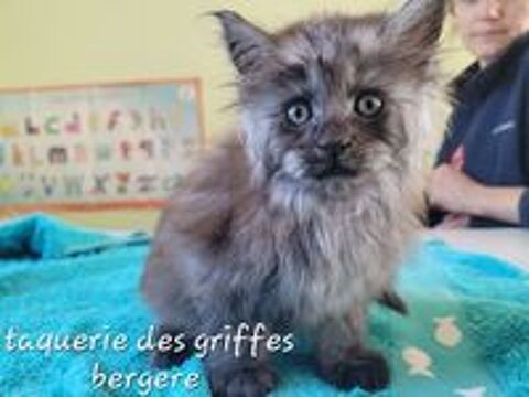   Maine coon  