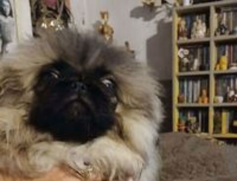   Chiot pekinois sable 