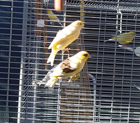 Canaris jaunes et panachés  15 64370 Arthez-de-barn