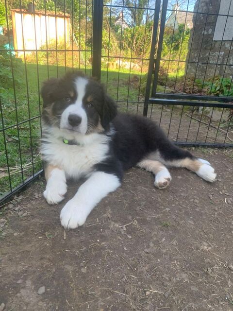 A r&eacute;server chiot Berger Australien 1300 56330 Pluvigner
