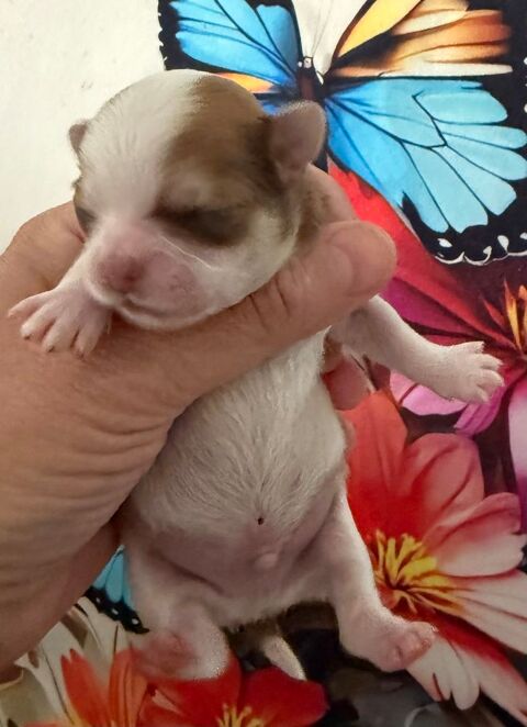 chiot chihuahua poils long bicolore males  1300 31190 Mauressac
