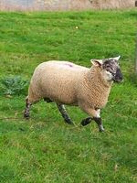   Mouton 1an et demi 