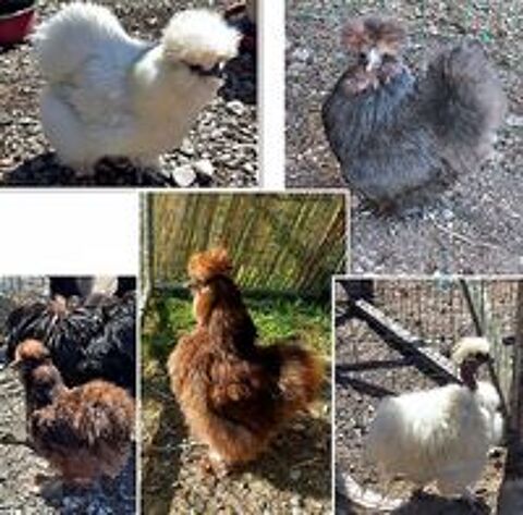   Lot 5 silkie 