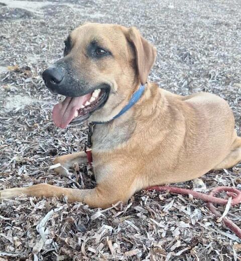 GUELIA grand coeur sur pattes 350 62500 Saint-omer