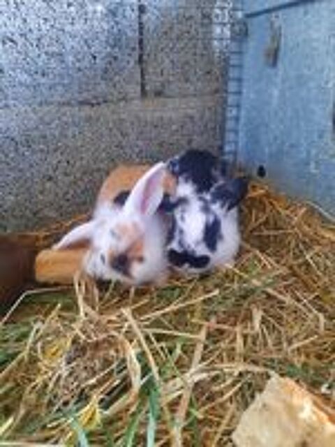   Lapins nains bélier  