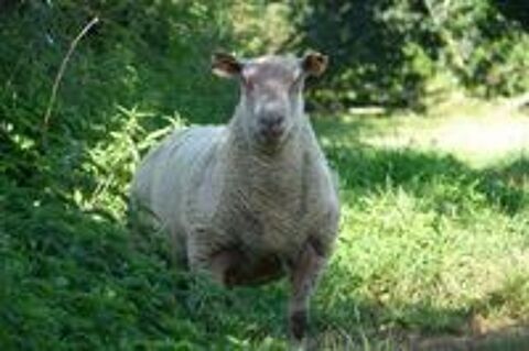   MOUTONS CHAROLLAIS 