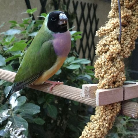 Diamant de gould 45 30210 Remoulins