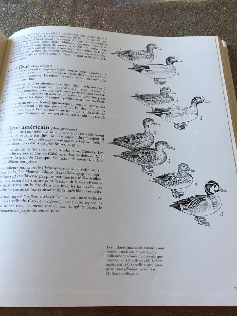 Livre sur la chasse Livres et BD