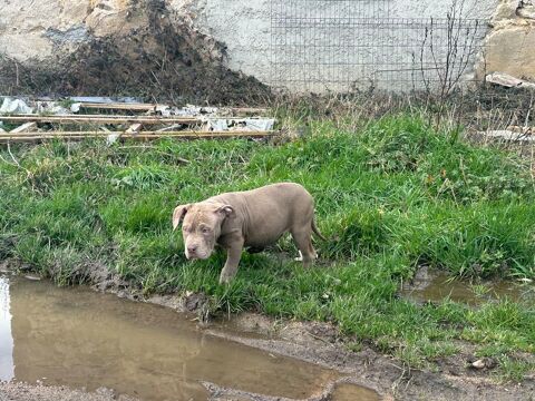 American bully XL 850 03250 Ch�tel-montagne