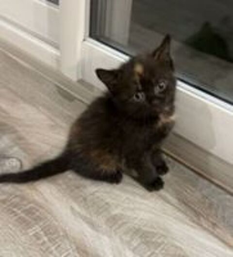   Chatons disponibles de suite 