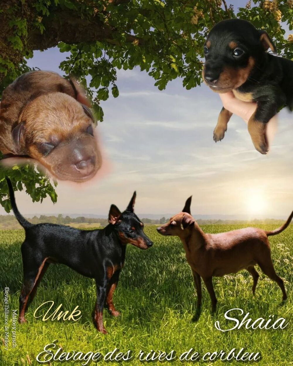   Pinscher nain 