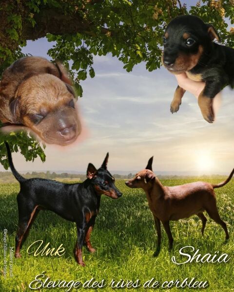 Pinscher nain 950 40120 Pouydesseaux