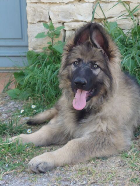 Bobby (berger allemand ancien type) 1200 92330 Sceaux