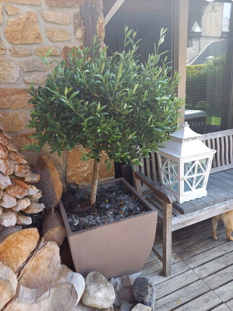 Petit olivier 80 Saint-Briac-sur-Mer (35)